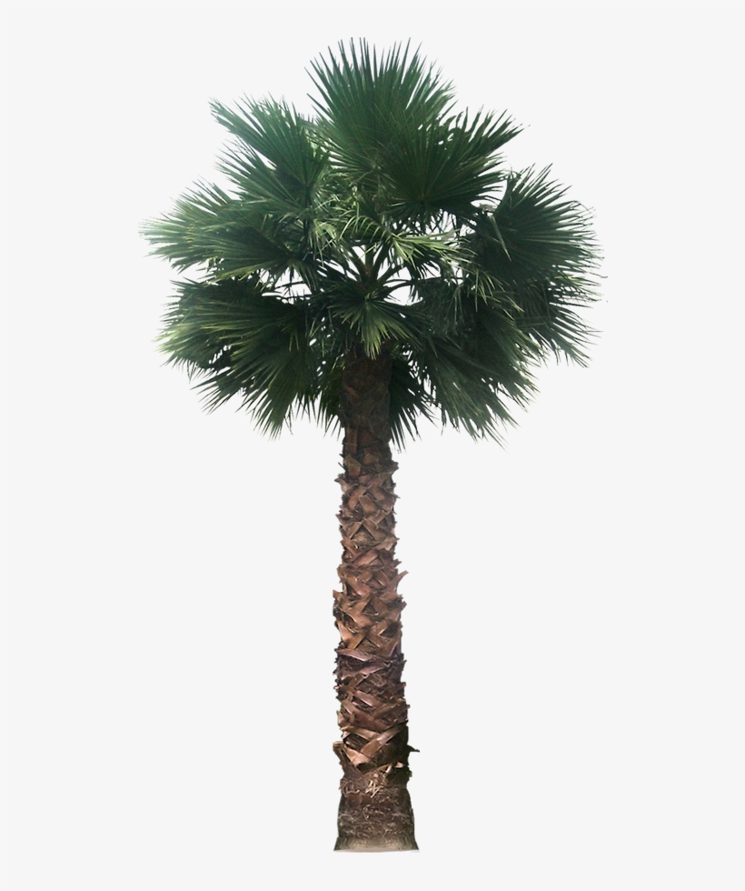 20 Free Tree Png Images - Desert Palm Tree Png, transparent png