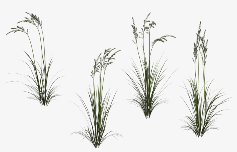 Long Grass Png High-quality Image - Long Flower Transparent, transparent png