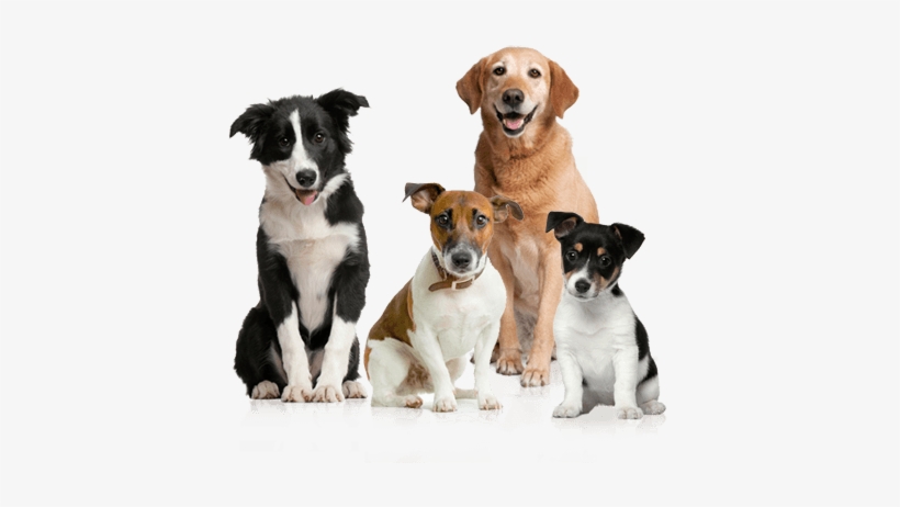 Dog Group - Dogs Calendar 2018: 16 Month Calendar, transparent png
