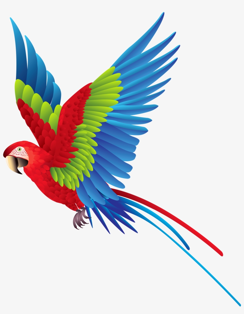 Colourful Parrot Png Clipart - Parrot Png, transparent png