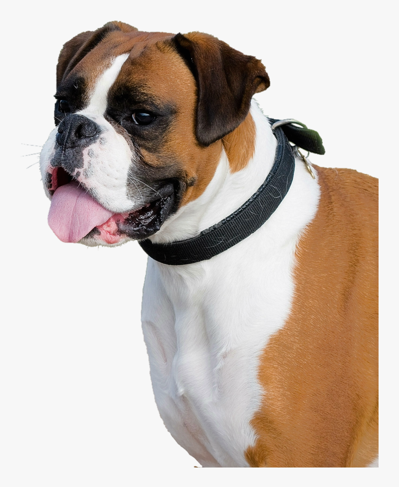 Boxer Dog Png Transparent Image - Png Dog, transparent png