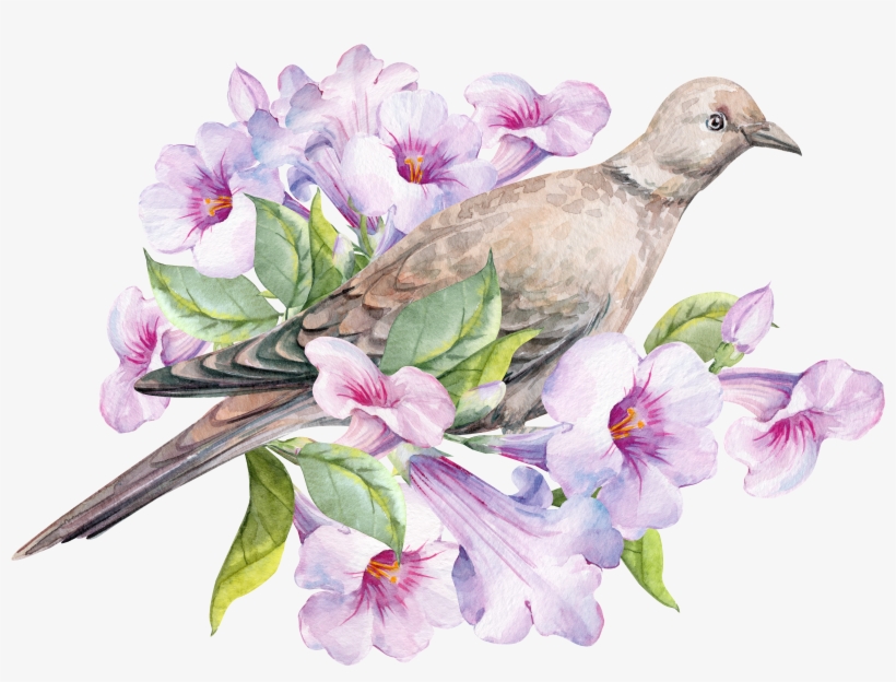 Dove Png, transparent png