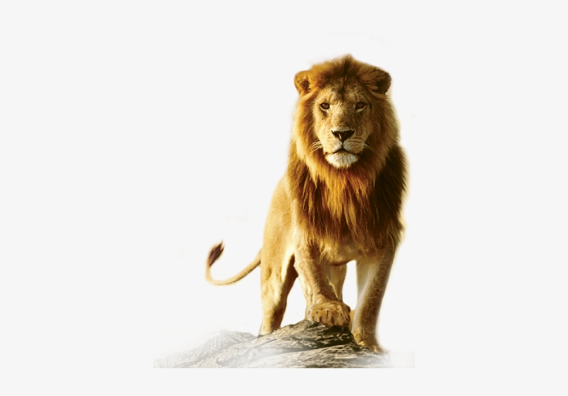 Lion - Lion Png Hd, transparent png