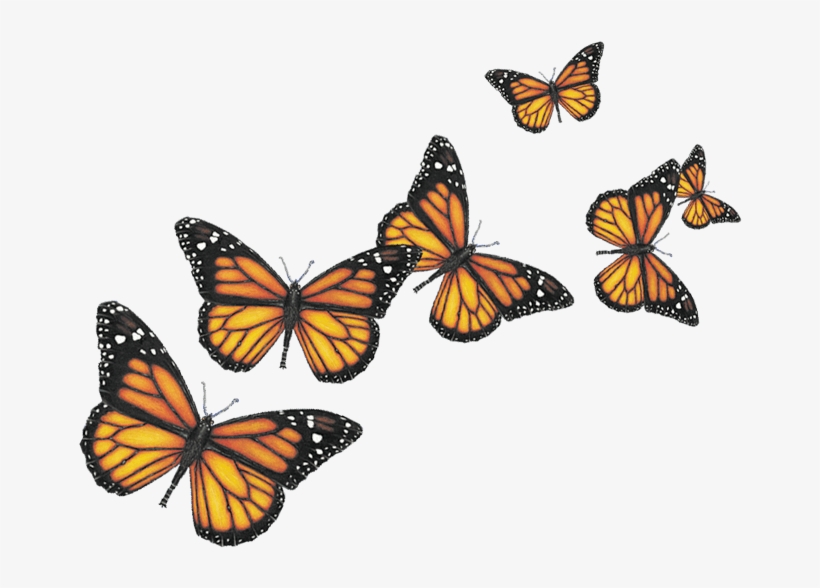 Insects - Butterfly Png, transparent png