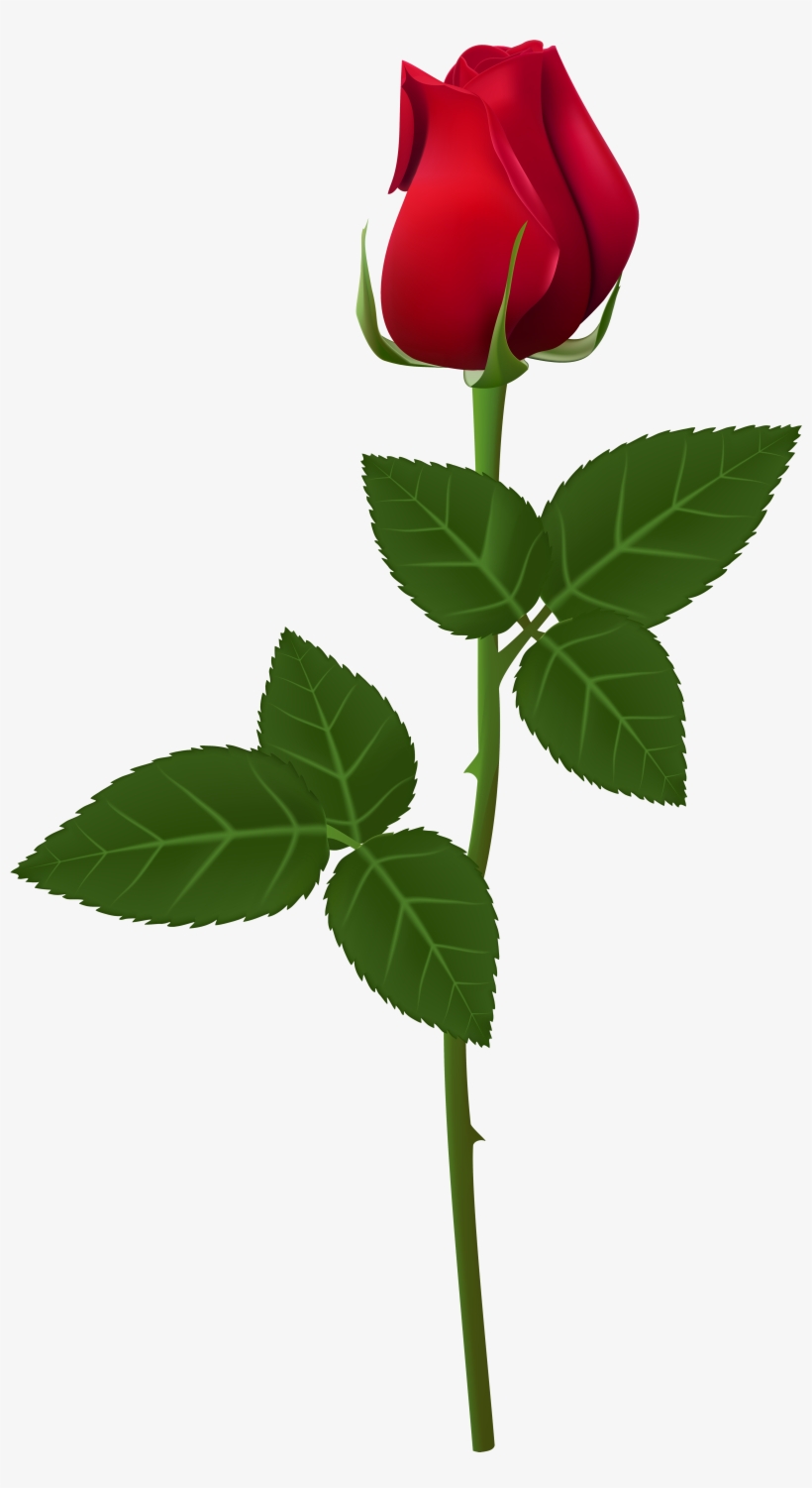 Rose Transparent, transparent png