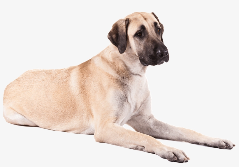 Dog, transparent png