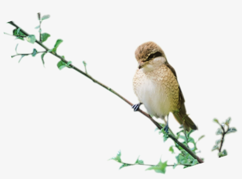 Birds Photo Transparent Image - Sand Martin, transparent png