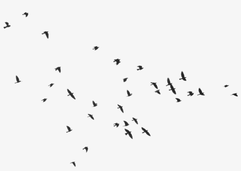 Bird Silhouette - Kanatlanıp Uçmak Karina Yayınevi, transparent png