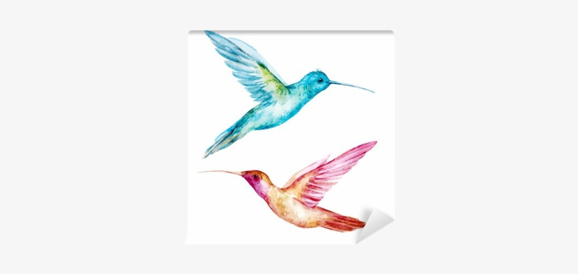 Watercolor Colibri, transparent png