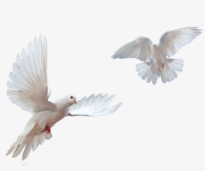 Transparent Pictures Free Icons Picture Black And White - Dove Png, transparent png