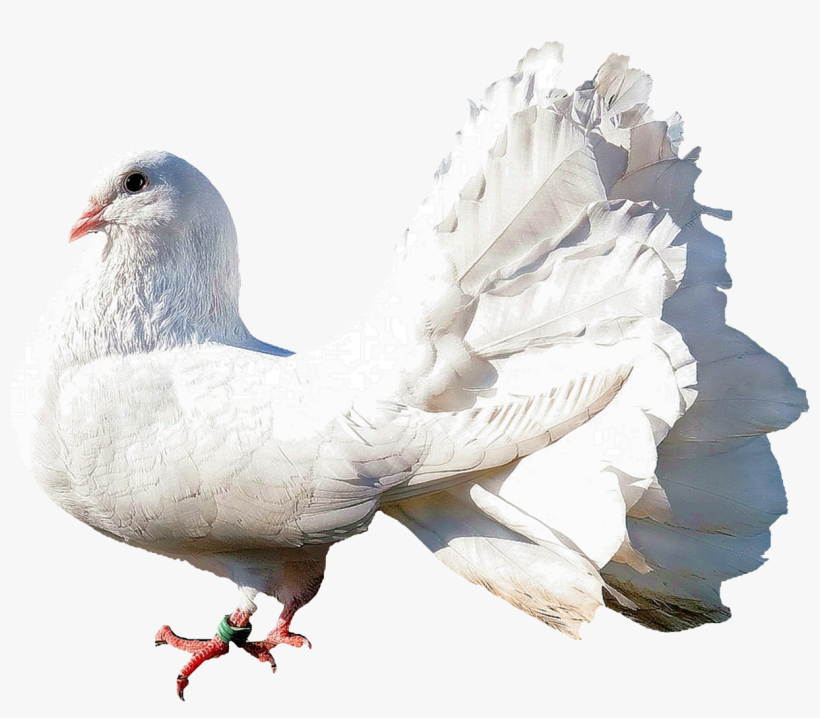 Dove Png Transparent Image - Dove Png, transparent png