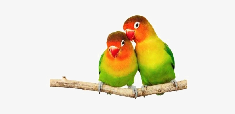 Love Birds Png Transparent Image - Love Birds, transparent png