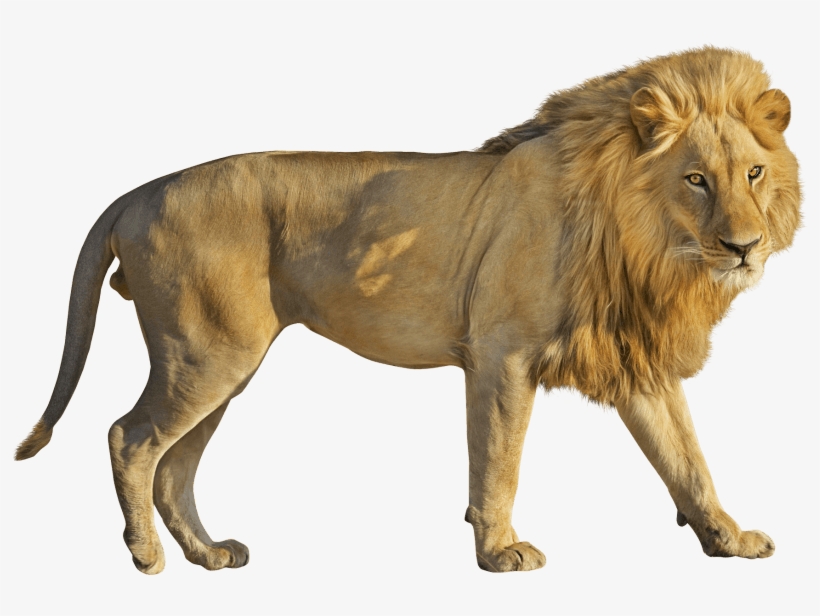 Free Png Lion Png Images Transparent - Lion Png, transparent png