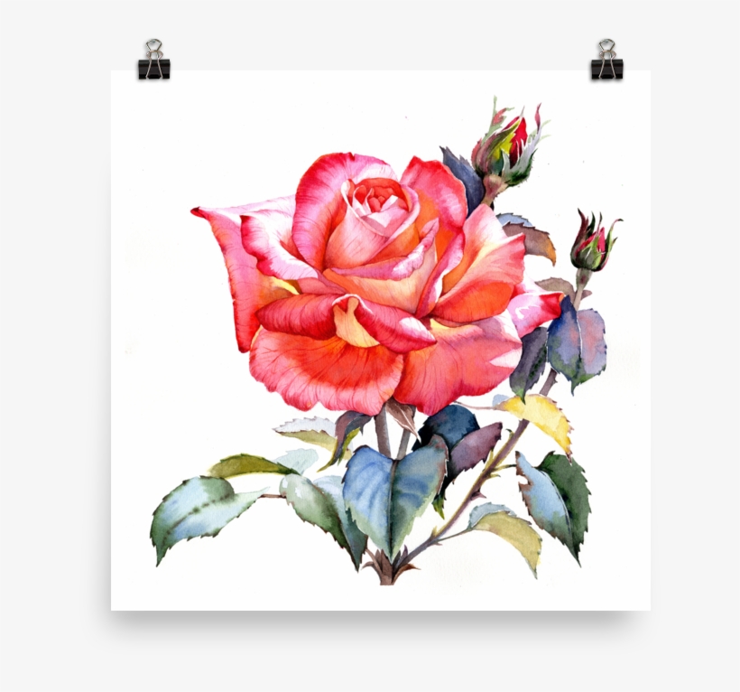 Bright And Floral Rose Watercolour Print Matte Poster - Red Roses Watercolor, transparent png
