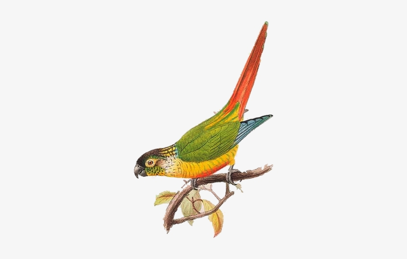 Tags - - Collage Png Bird Vintage, transparent png