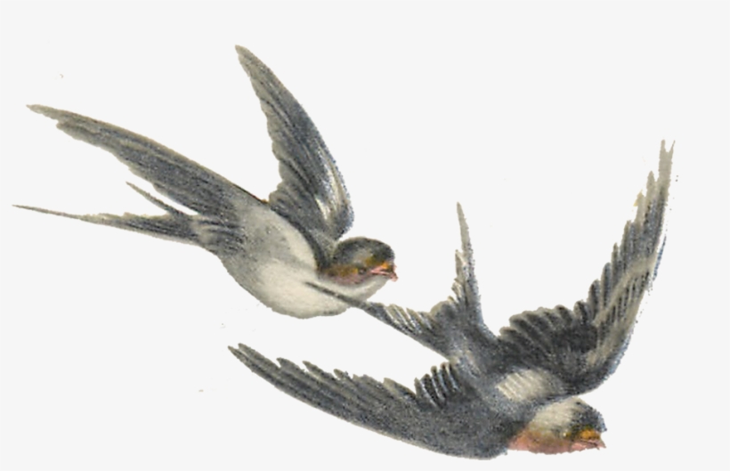 Vintage Bird Illustrations - Bird Illustration Png, transparent png
