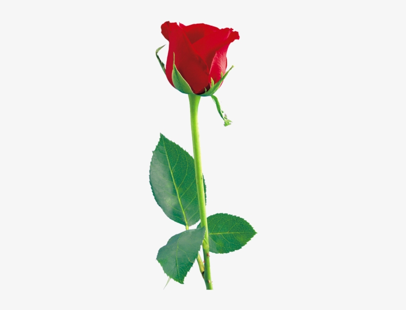 Red Rose Png, Red Roses, Rose Flowers, Beautiful Flowers, - Rose Png Hd, transparent png