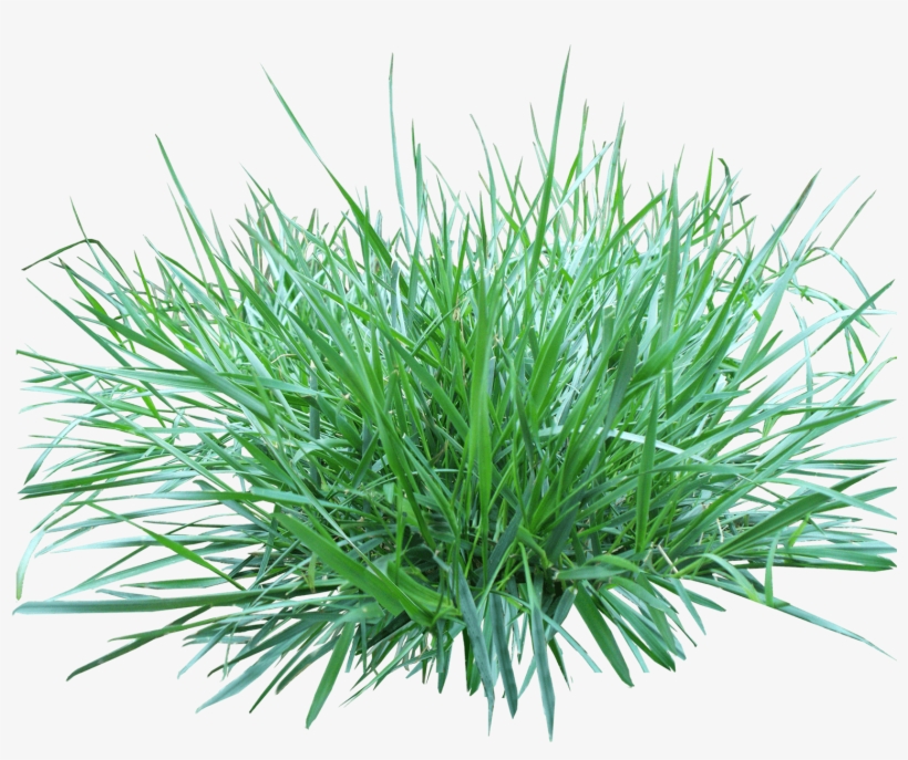 Nature - Полевица Побегоносная, transparent png