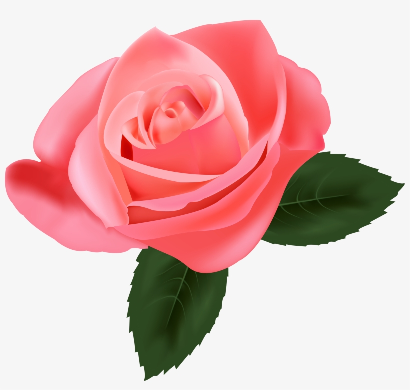 Pink Rose Png Clipart - Transparent Pink Rose Png, transparent png