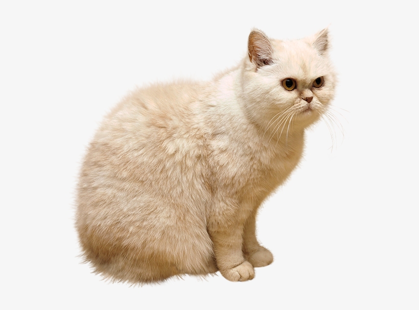 White Cat Png, transparent png