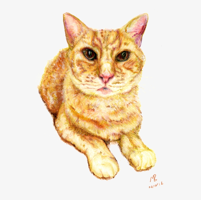 Png Black And White Library Ginger Drawing Watercolor - Library, transparent png