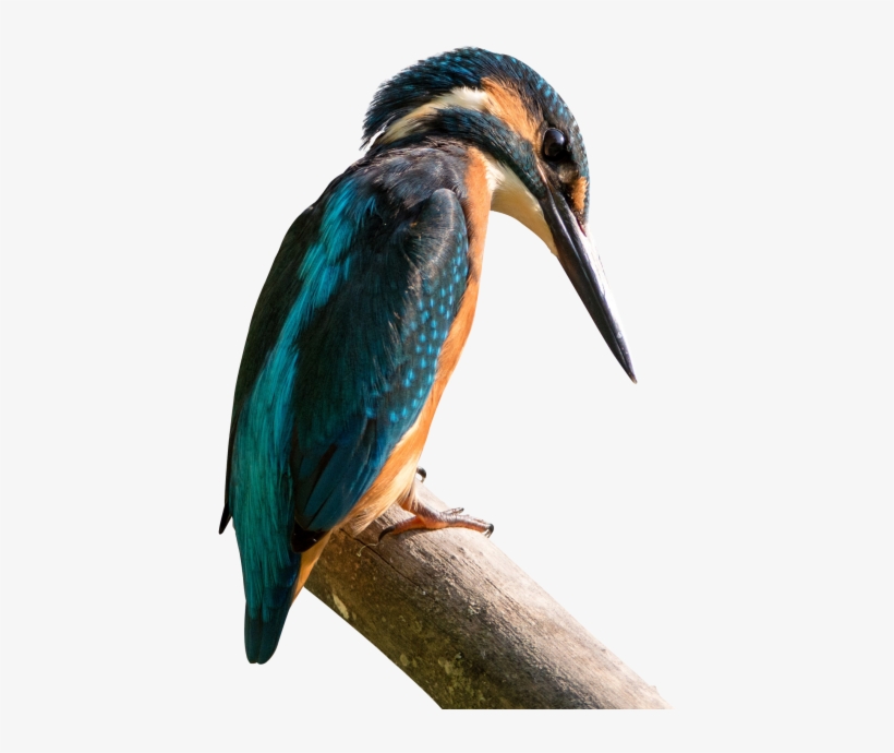 Kingfisher Png Transparent Image - Sanctuaries Bird Of Nepal List, transparent png