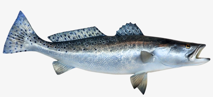 Fish Png, transparent png