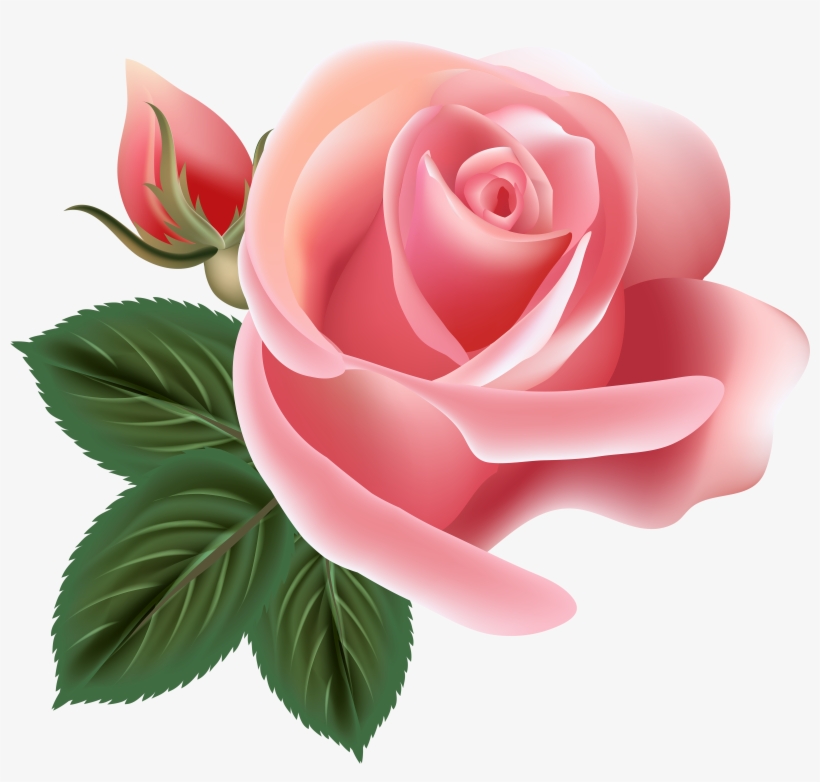 Pink Rose Png - B Day Flower Png, transparent png