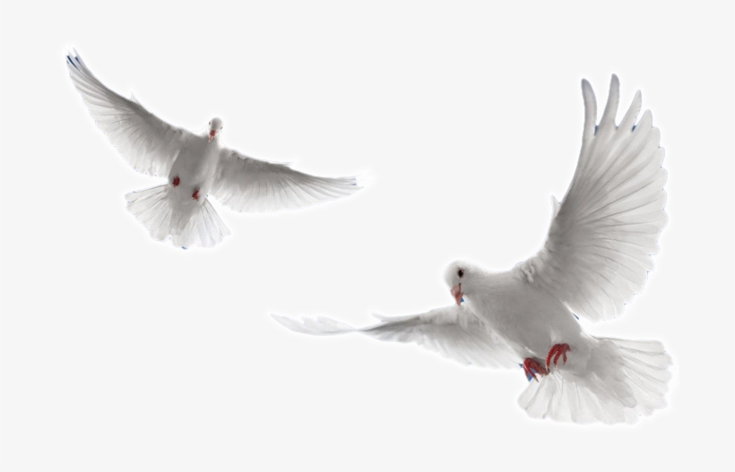 Holy Spirit Dove Png - White Doves Flying Png, transparent png
