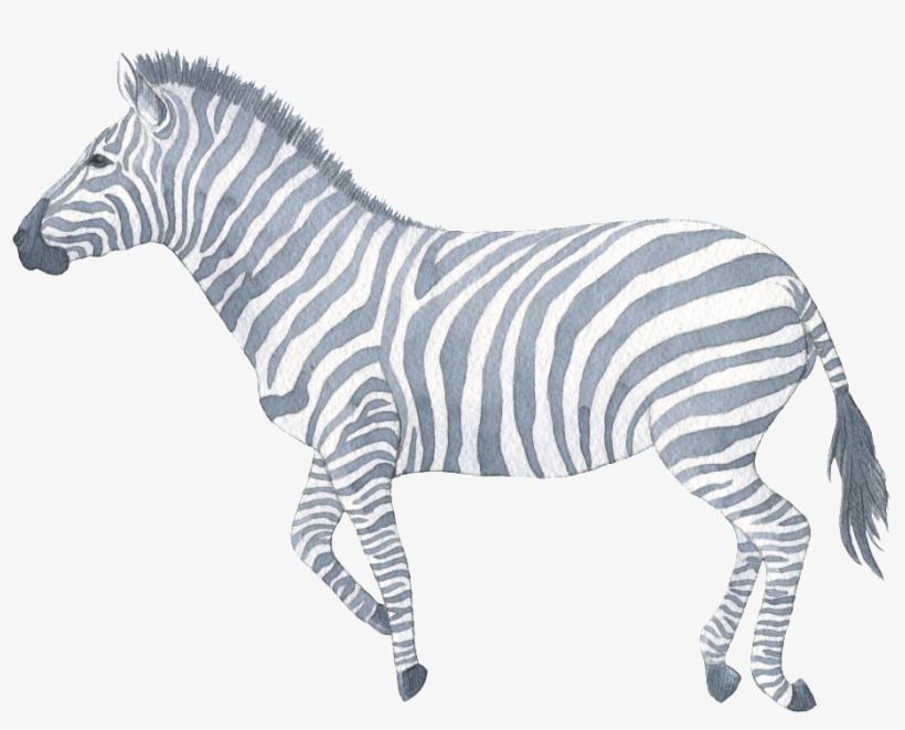 Hand Painted Zebra Watercolor Transparent Decorative - Aquarell-safari-tier-babyparty-einladung Karte, transparent png