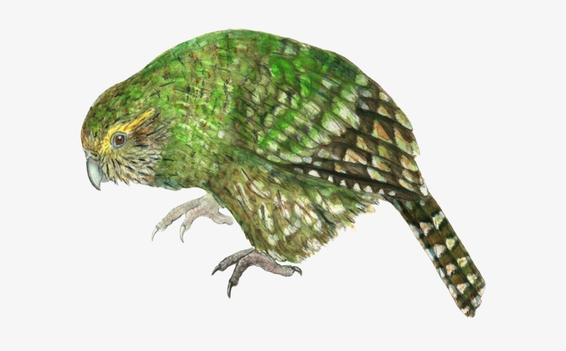 Kakapo Watercolor - Young Kakapo Mug, transparent png