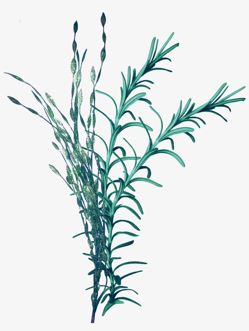 Royalty Free Stock Seaweed Clip Art Coral Transprent Sea Grass Png 1700x2180 Png Download Pngkit