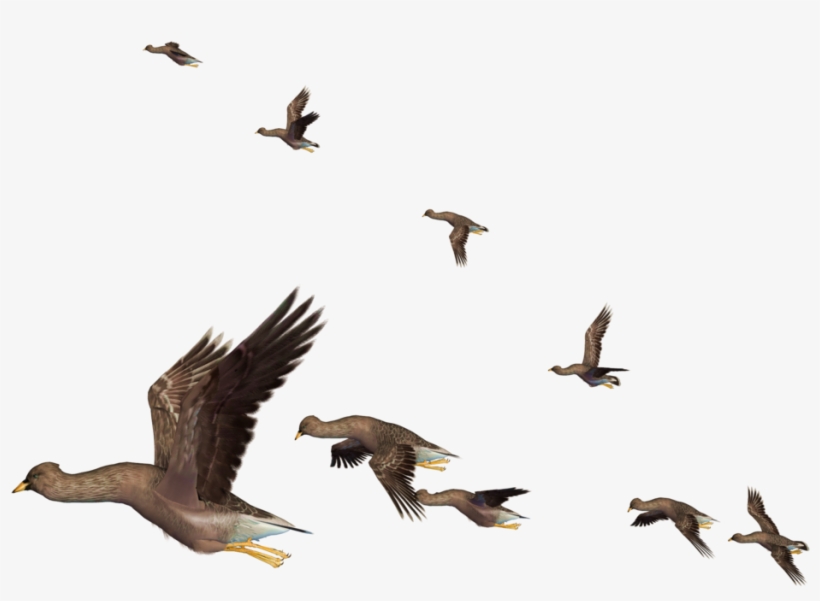 Flying Bird Png Clipart - Png Flying Bird, transparent png