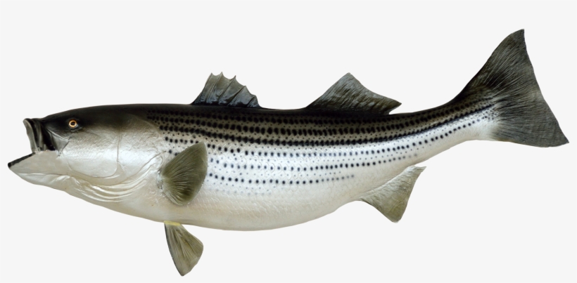 Free Png Fish Png Images Transparent - Fish Png, transparent png