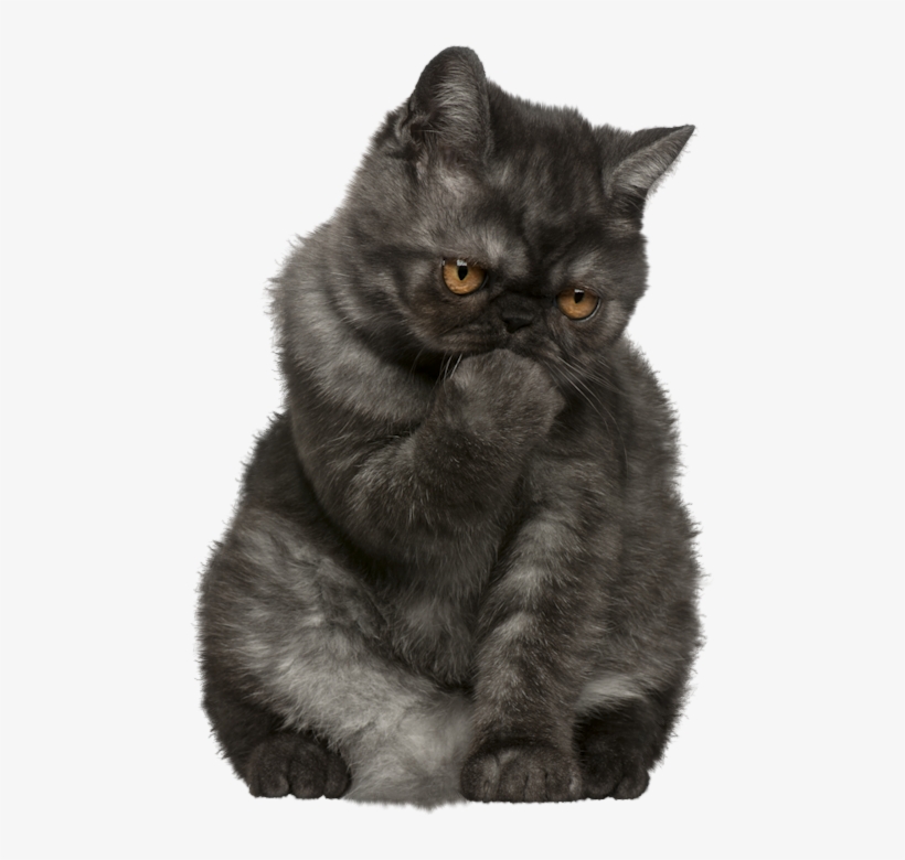 Exotic Shorthair Best Food, transparent png