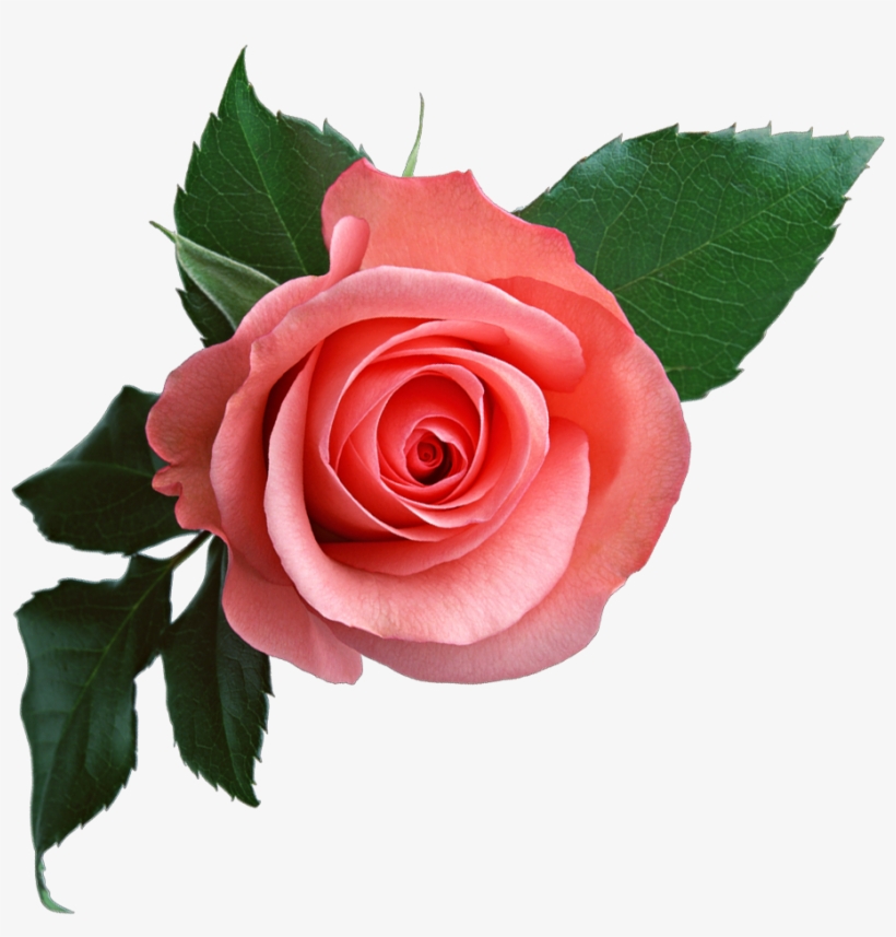 Pink Roses Transparent Background, transparent png