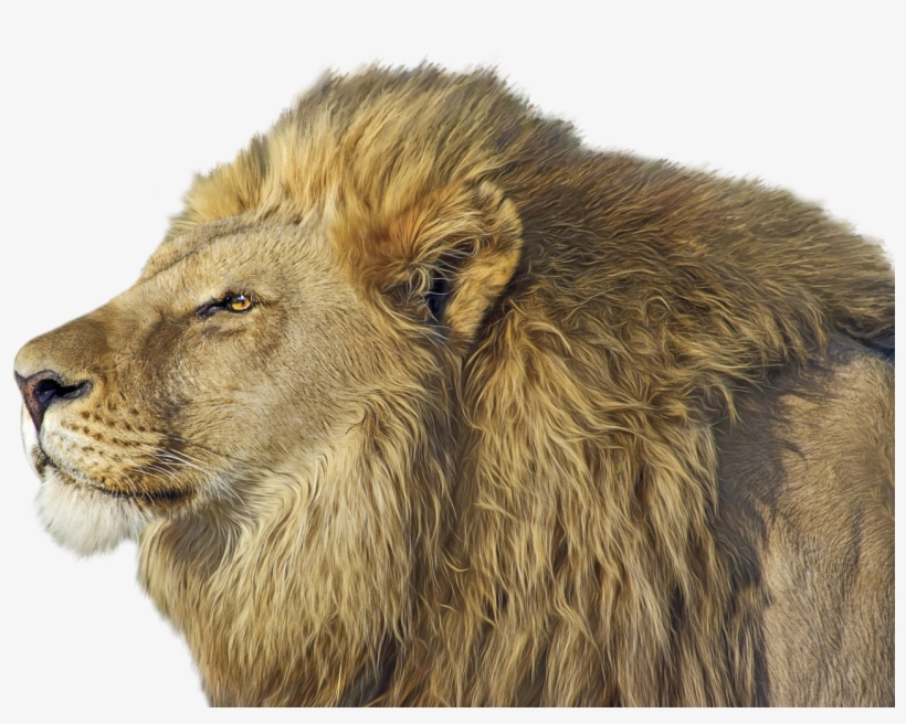 Lion Png Transparent Image Lion Face Side Png 500x372 PNG Download