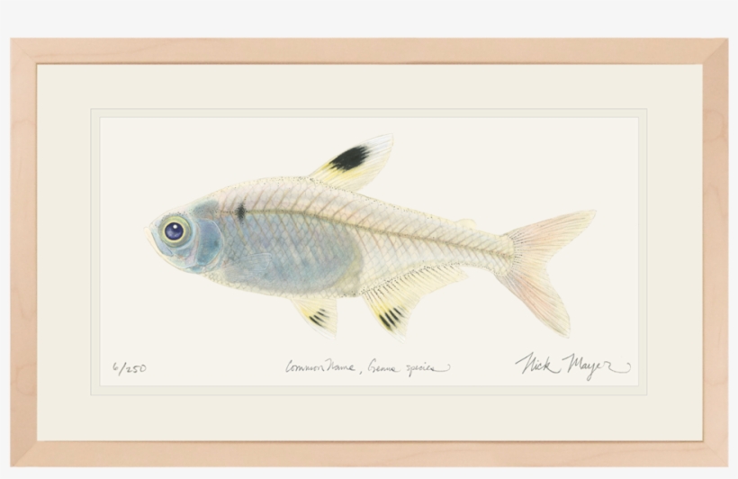 X-ray Fish Original Watercolor Painting - X-ray Tetra, transparent png