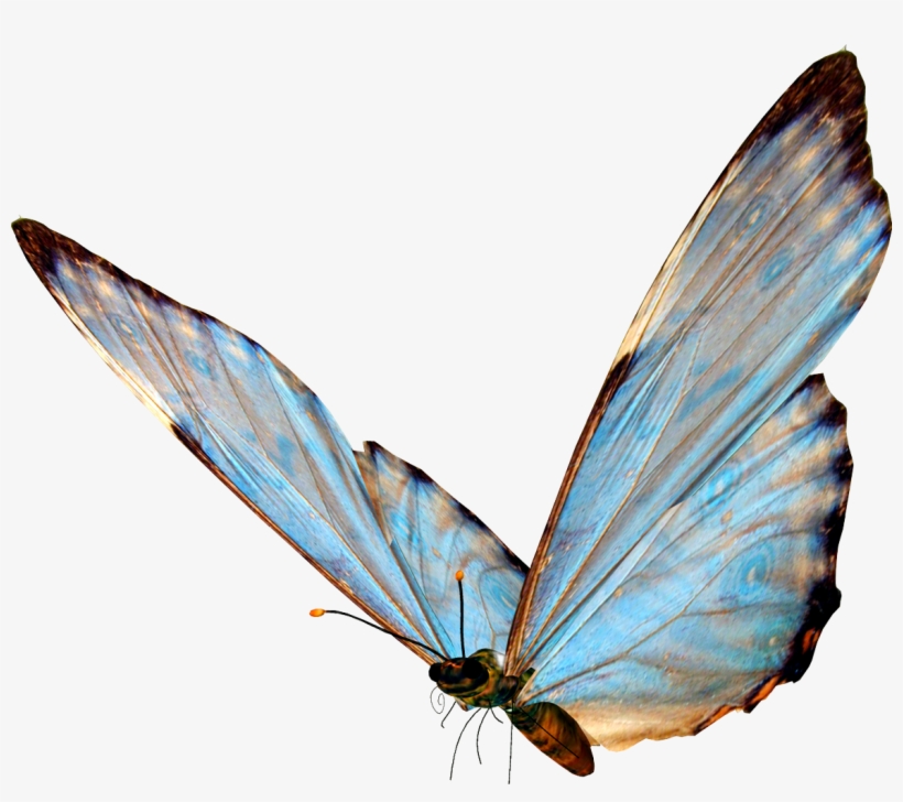 The Less Png Wanted - Butterfly Png, transparent png