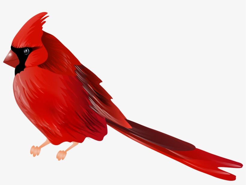 Cardinal Png, transparent png