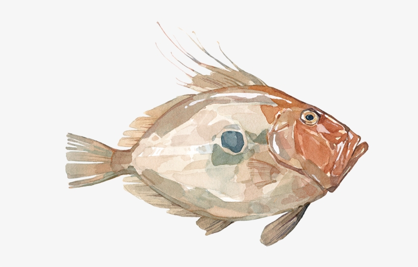 John Dory - Goldfish, transparent png