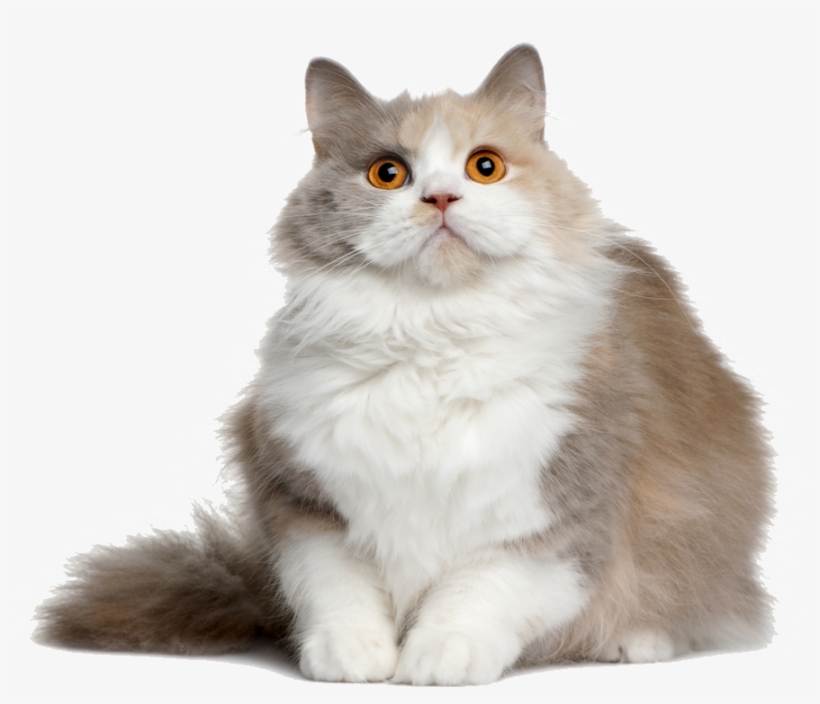 Cat Png File Semi Long Hair Cats 1000x827 Png Download Pngkit