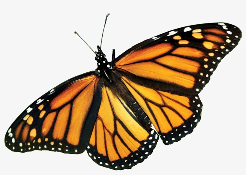 Monarch Butterfly Png Picture - Monarch Butterfly, transparent png