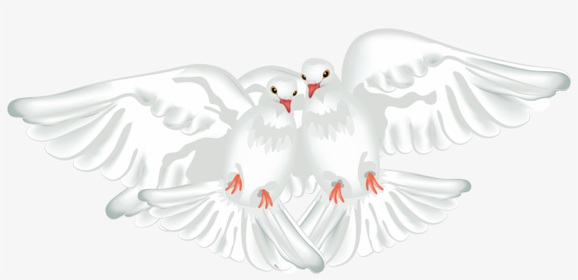 Columbidae Ruddy Ground Dove Rock Dove Maddie Rooney - Transparent White Doves, transparent png