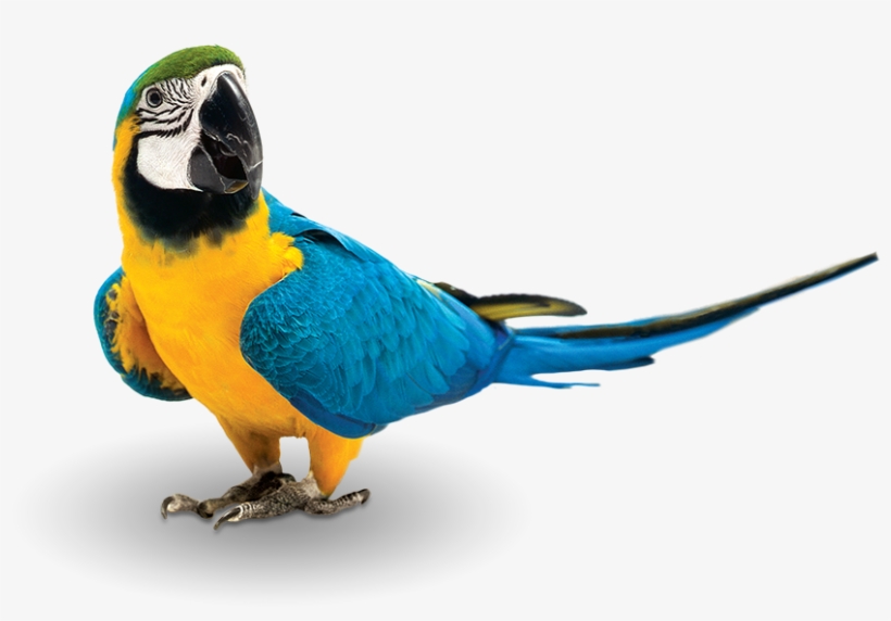 At Zupreem®, We Believe Feeding Pet Birds At Least - Zupreem Fruitblend Flavor Large Parrot Bird Food 35-lb, transparent png