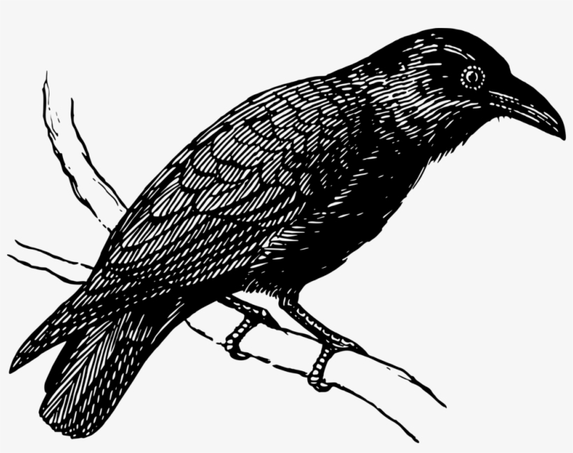 Common Raven Drawing Watercolor Painting Songbird Art - Raven Hoodies & Sweatshirts, transparent png