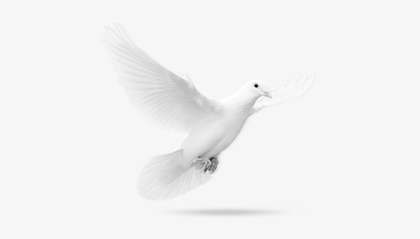 Christian Dove Png Svg Stock - Colombe En Png, transparent png