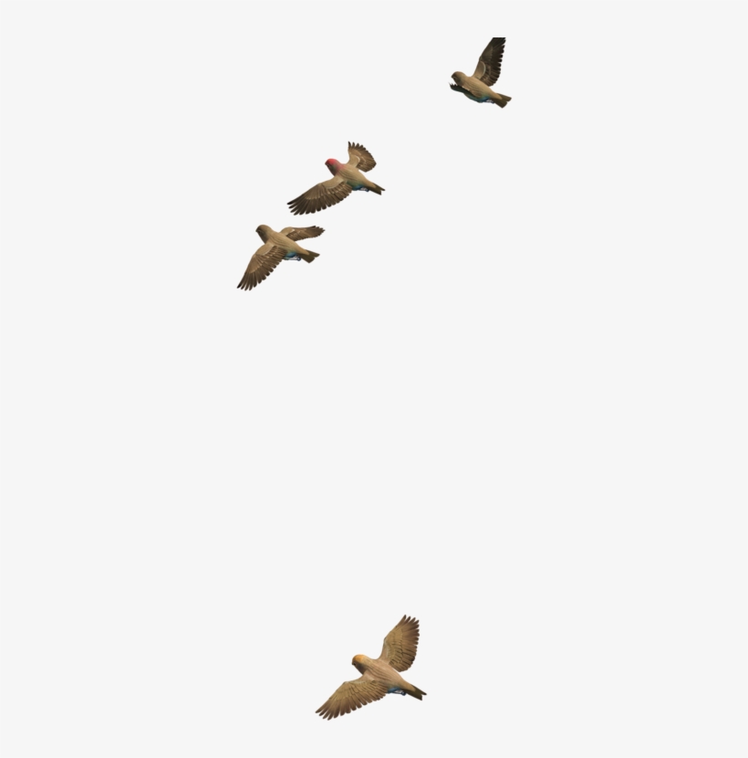 Flying Bird Png Transparent Image - Portable Network Graphics, transparent png
