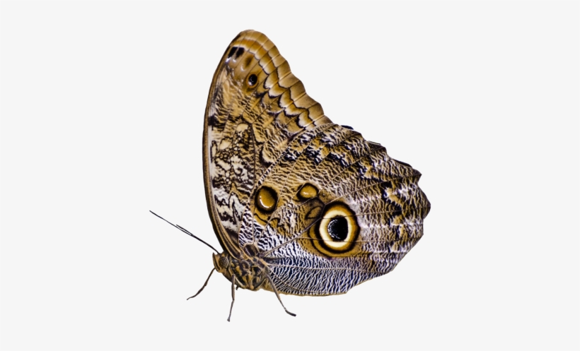 Download Butterfly Png Image - Бабочка В Png, transparent png