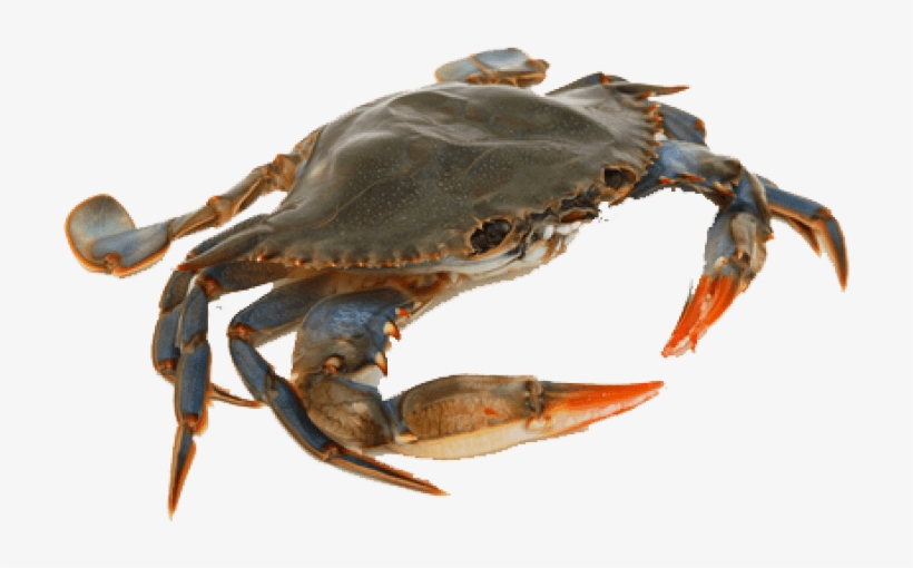 Fresh Crab Png, transparent png